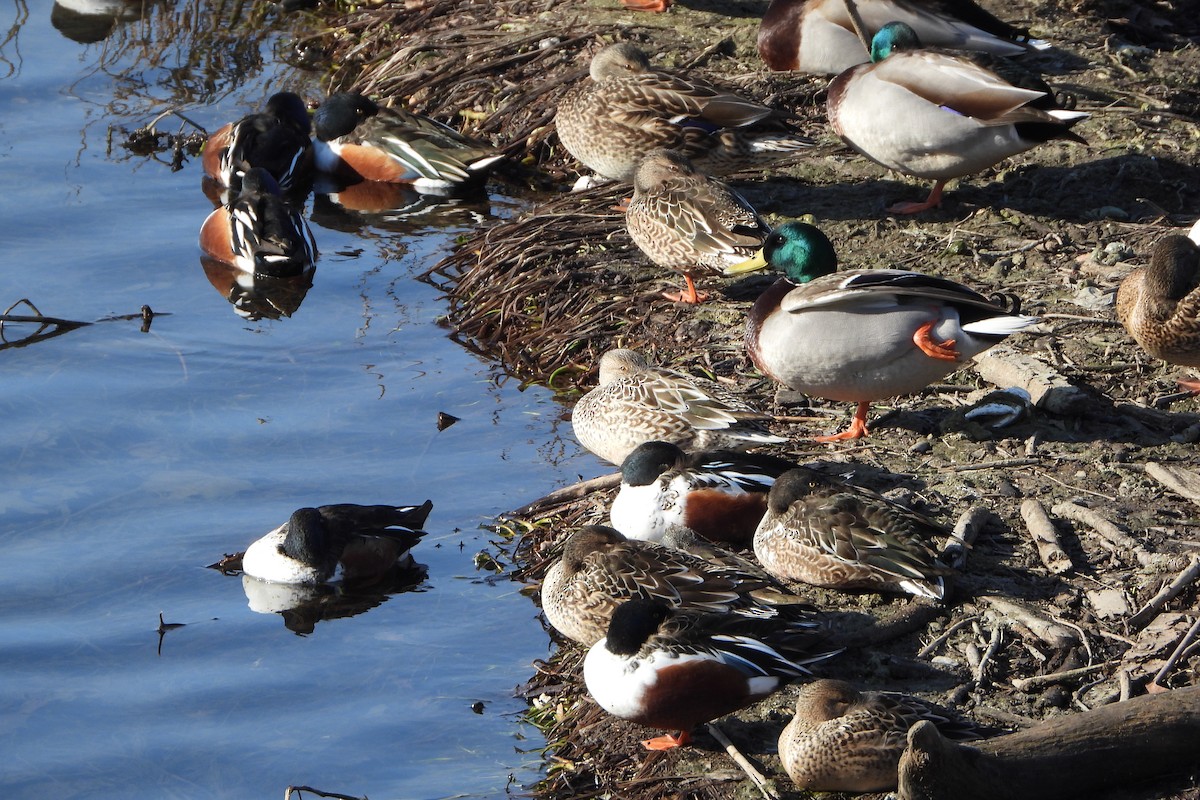 מרית צפונית - ML647139844
