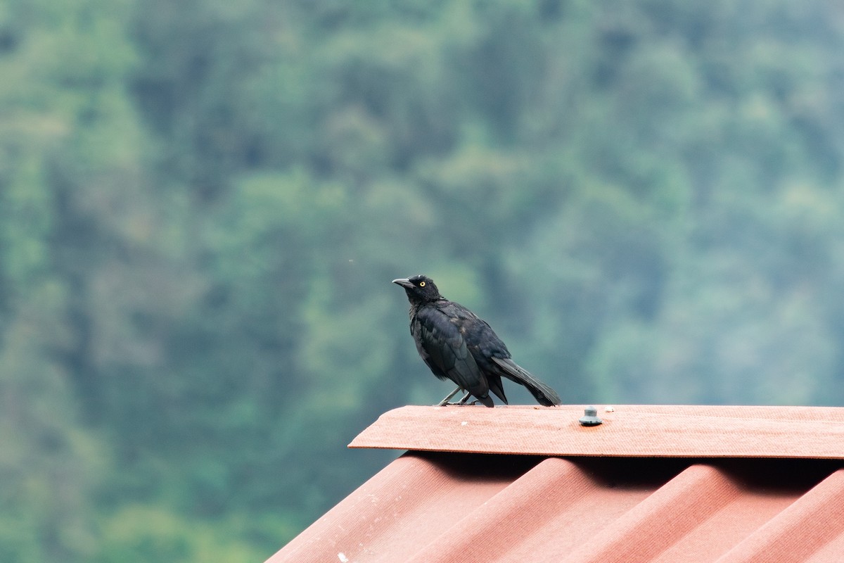 Carib Grackle - ML647139846