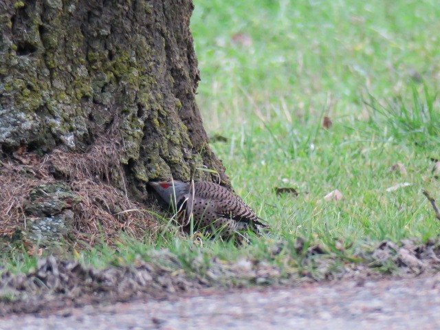 נקר צפון-אמריקני - ML647139847