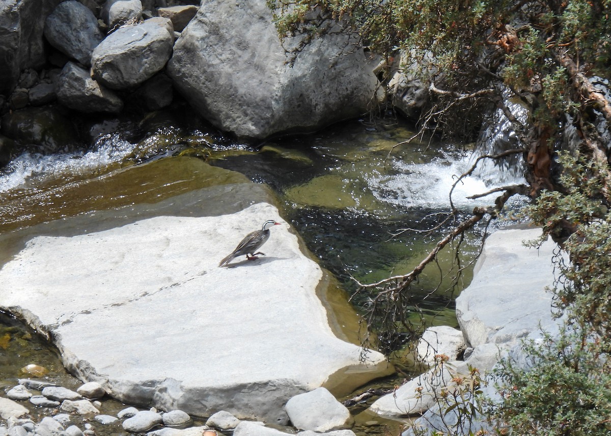 Torrent Duck (Bolivian) - ML647139849