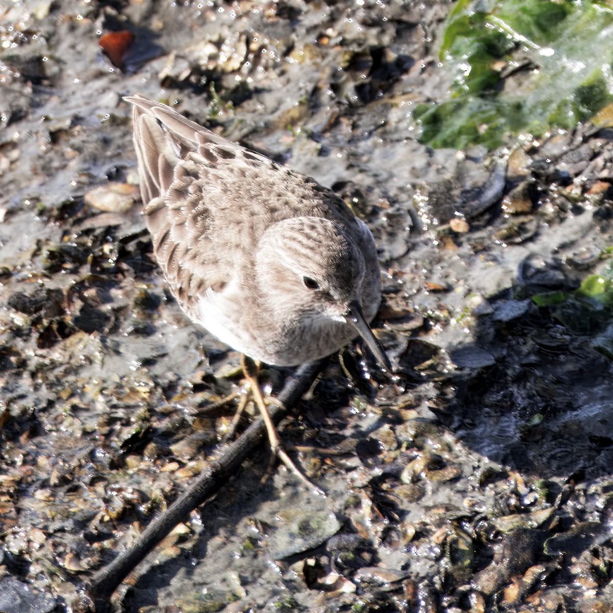 חופית זעירה - ML647139850