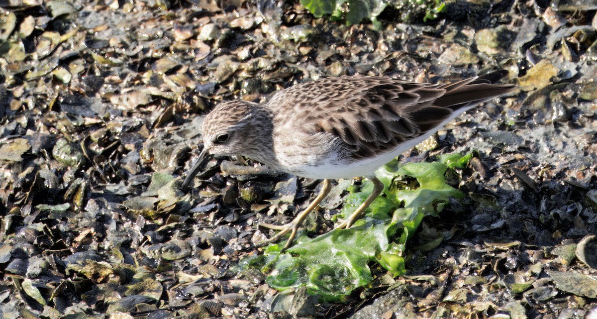חופית זעירה - ML647139851