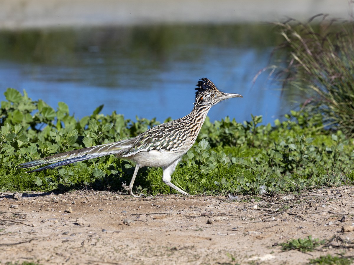 Greater Roadrunner - ML647139857