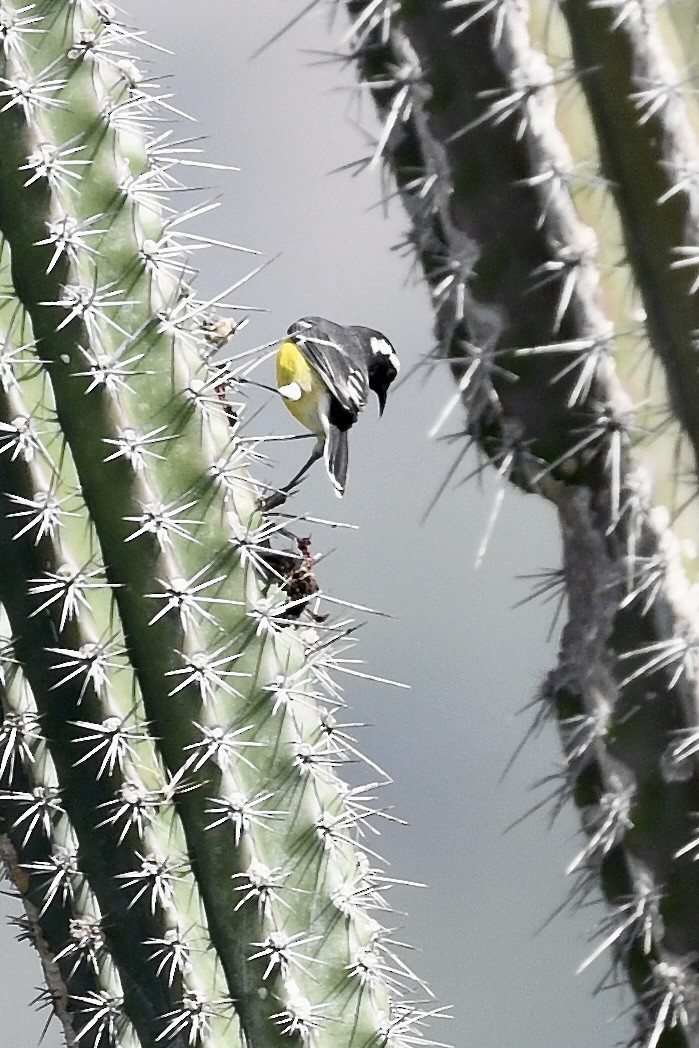 Bananaquit - ML647139870