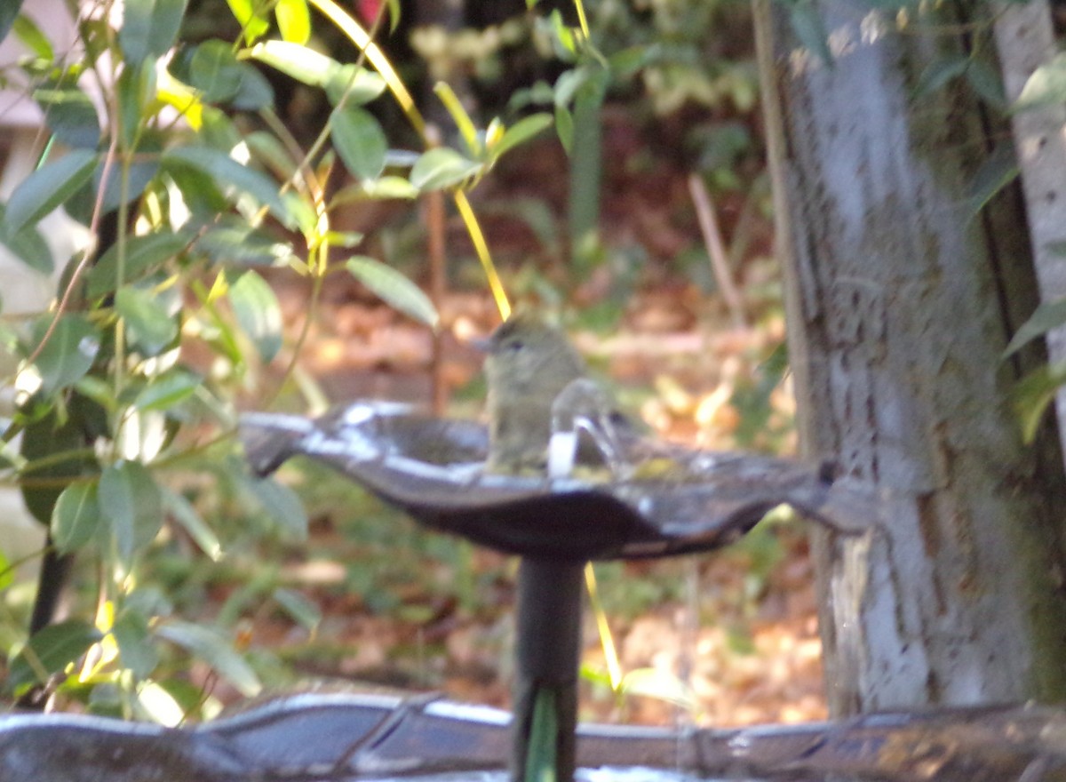 Orange-crowned Warbler - ML647139871