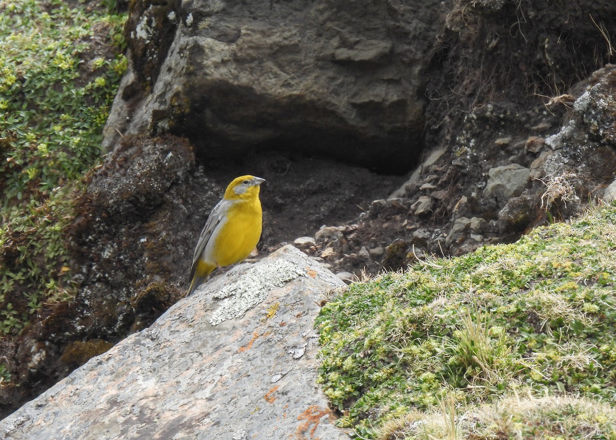 キゴシキンノジコ - ML647139884