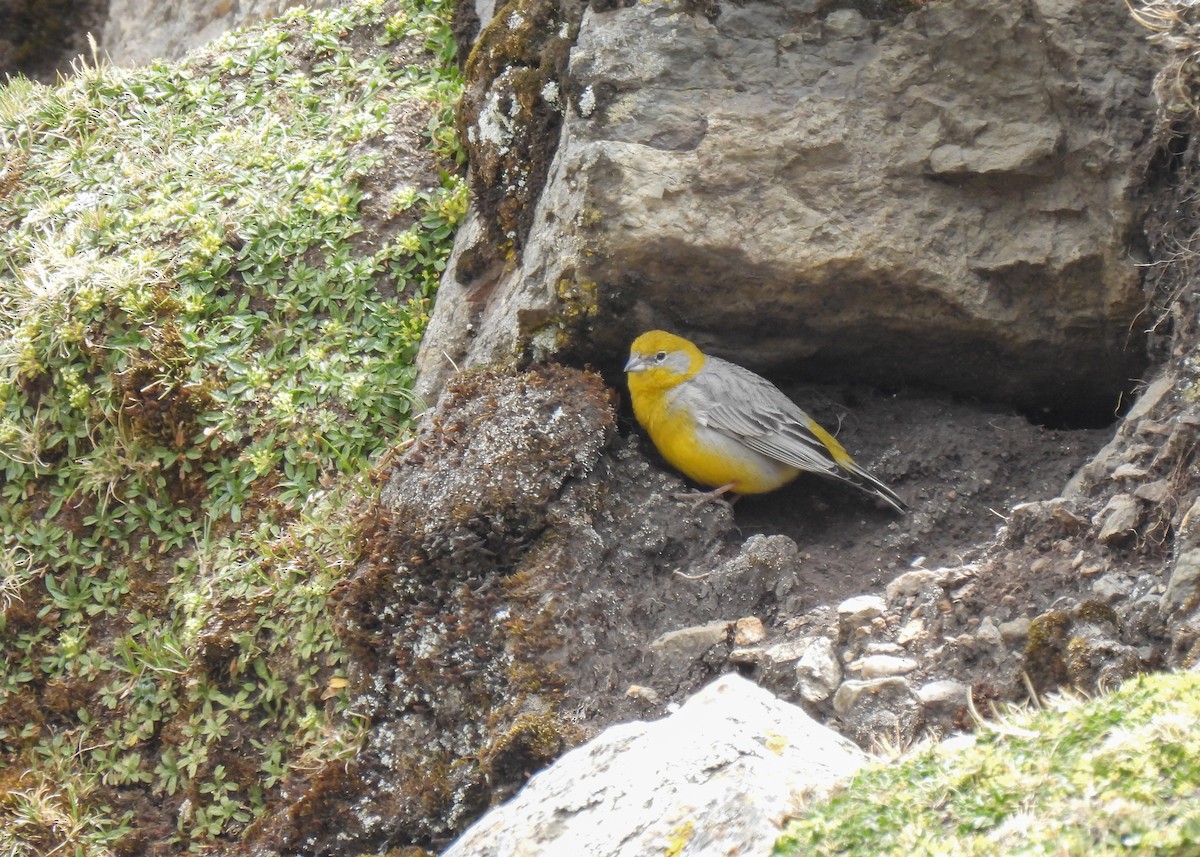 キゴシキンノジコ - ML647139885