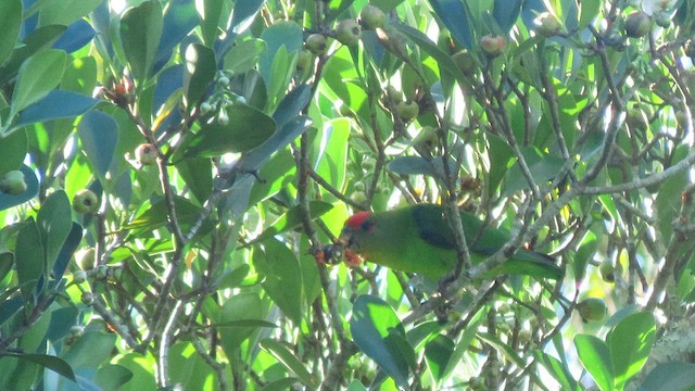 costaricaparakitt - ML647139889