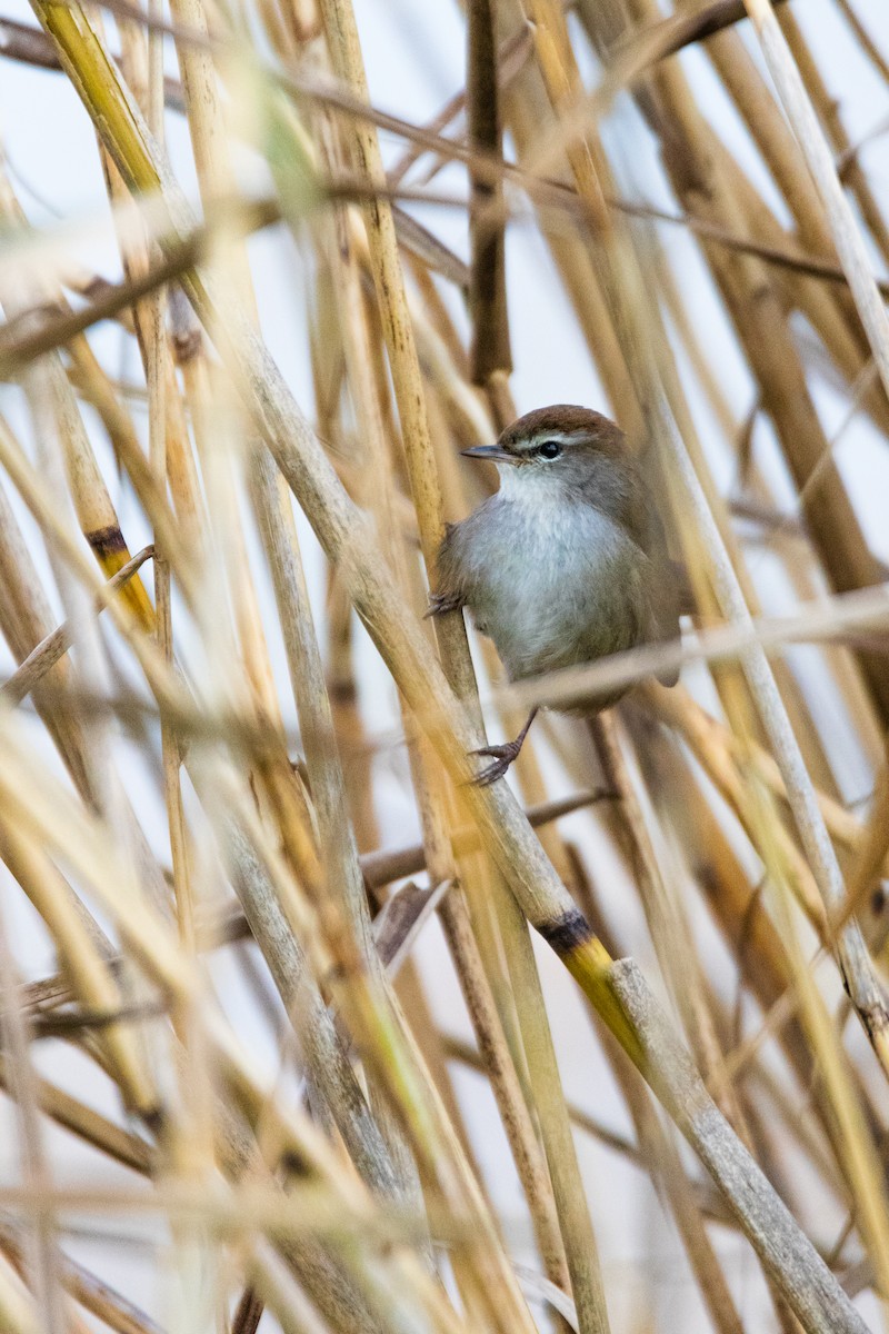 Seidensänger - ML647139895