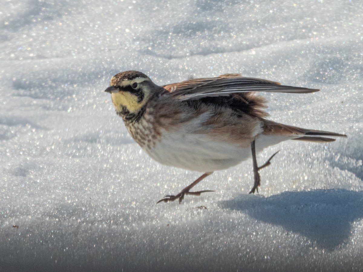 Жайворонок рогатий - ML647139908