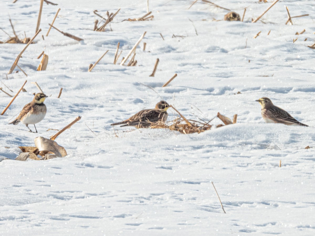 Жайворонок рогатий - ML647139909