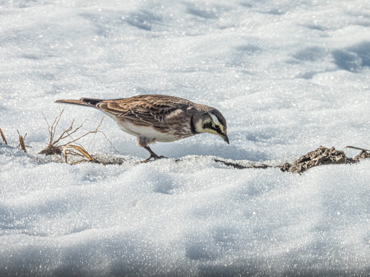 Жайворонок рогатий - ML647139910