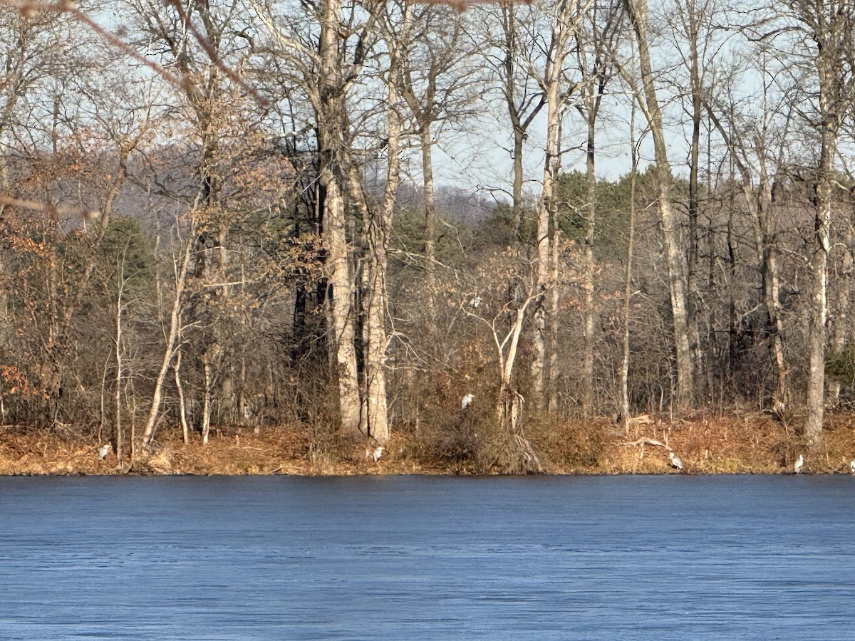 Great Blue Heron - ML647139912