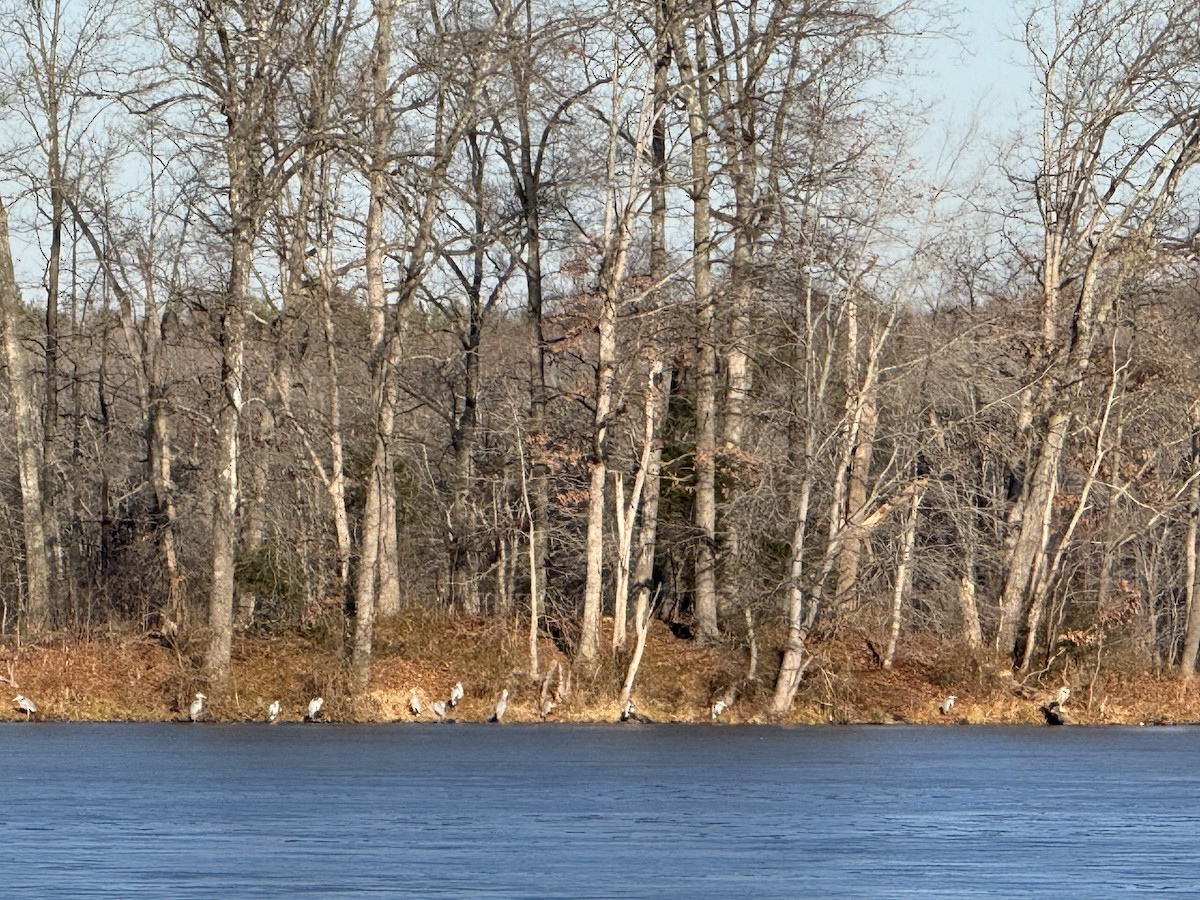 Great Blue Heron - ML647139913