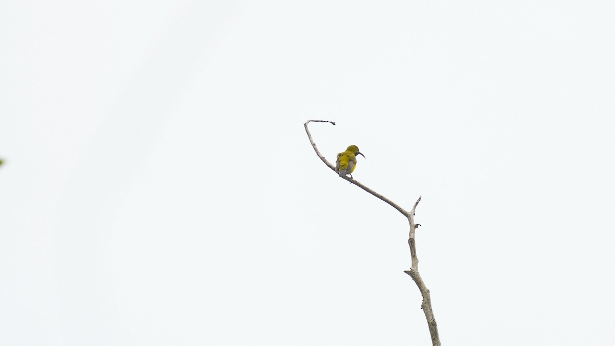 Sahul Sunbird - ML647139915