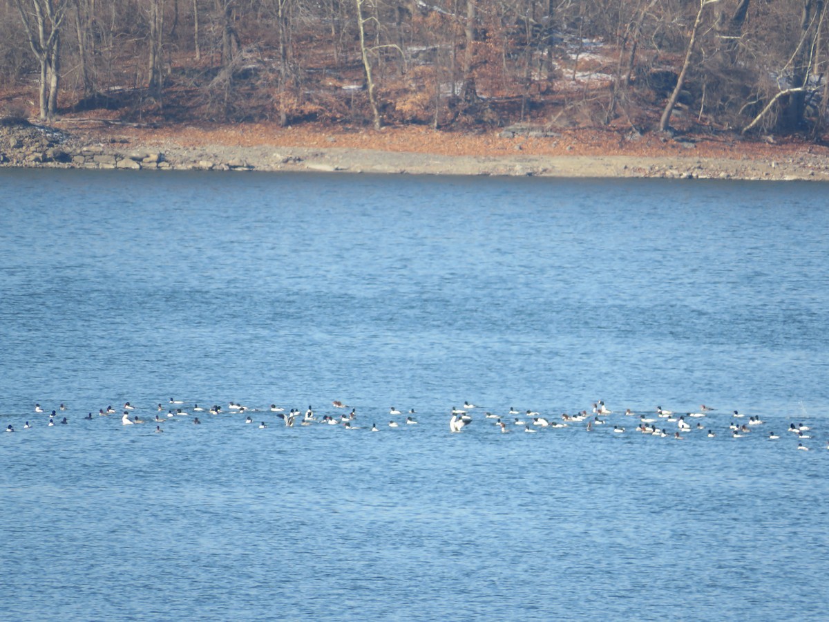 Smergo maggiore - ML647139927