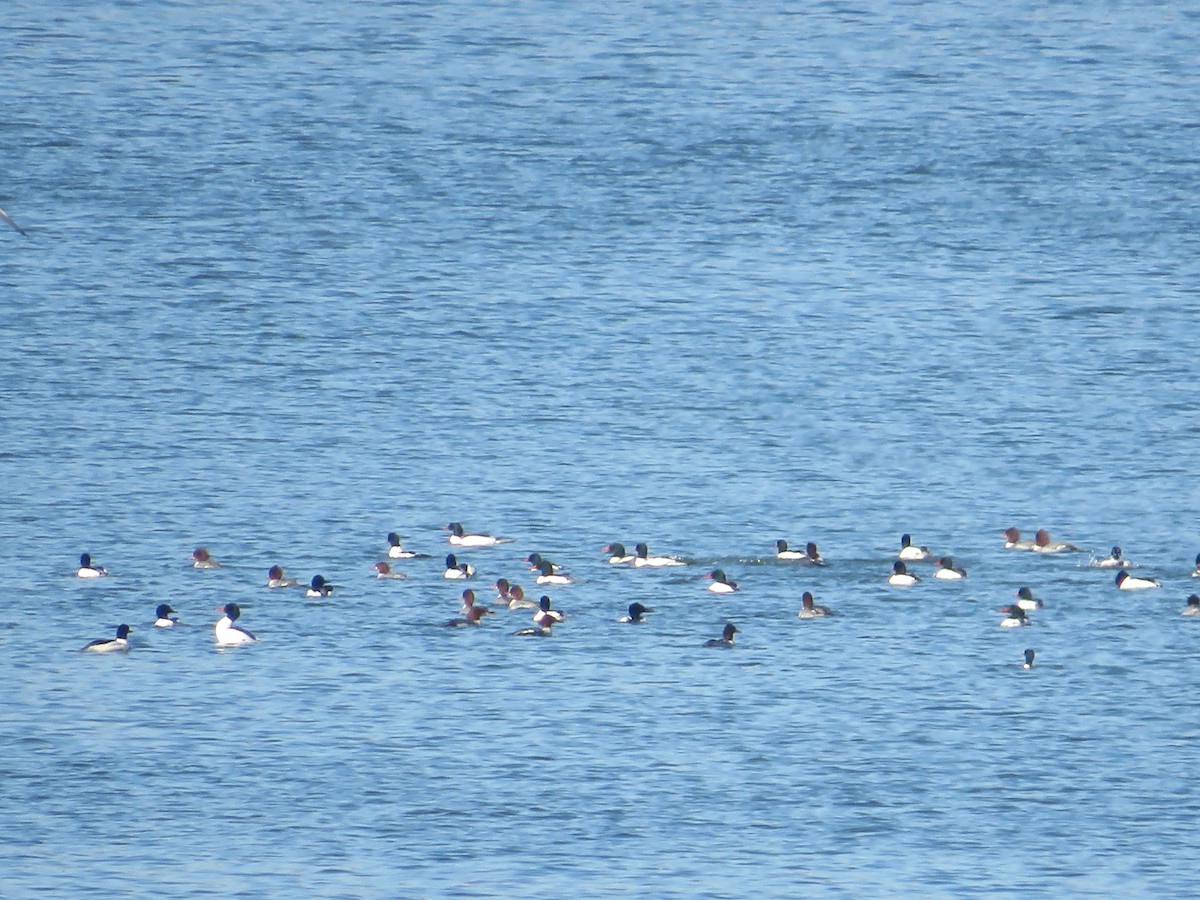 Smergo maggiore - ML647139931