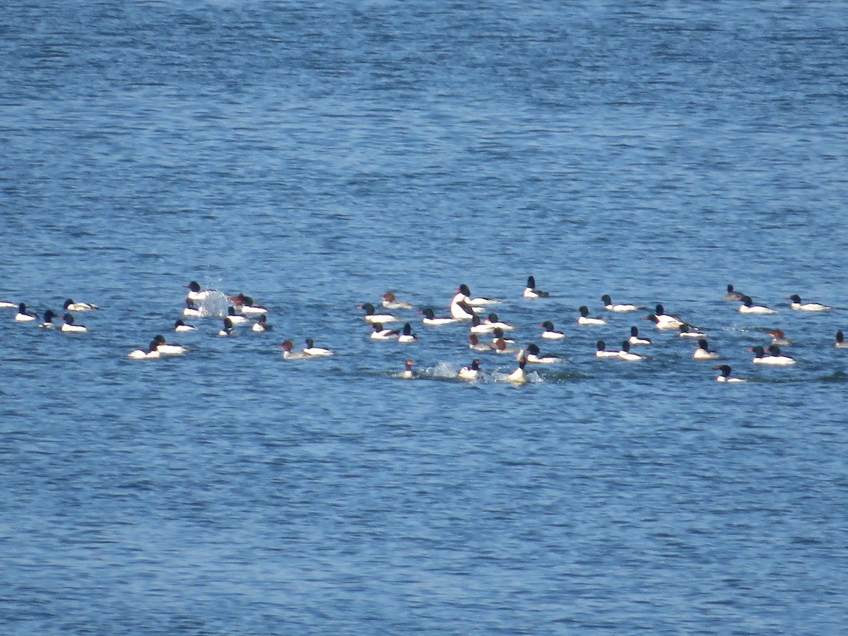 Smergo maggiore - ML647139934