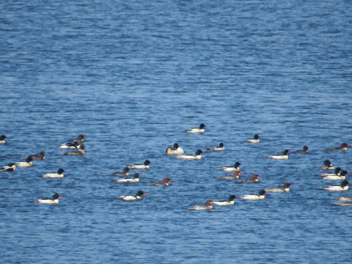 Smergo maggiore - ML647139940