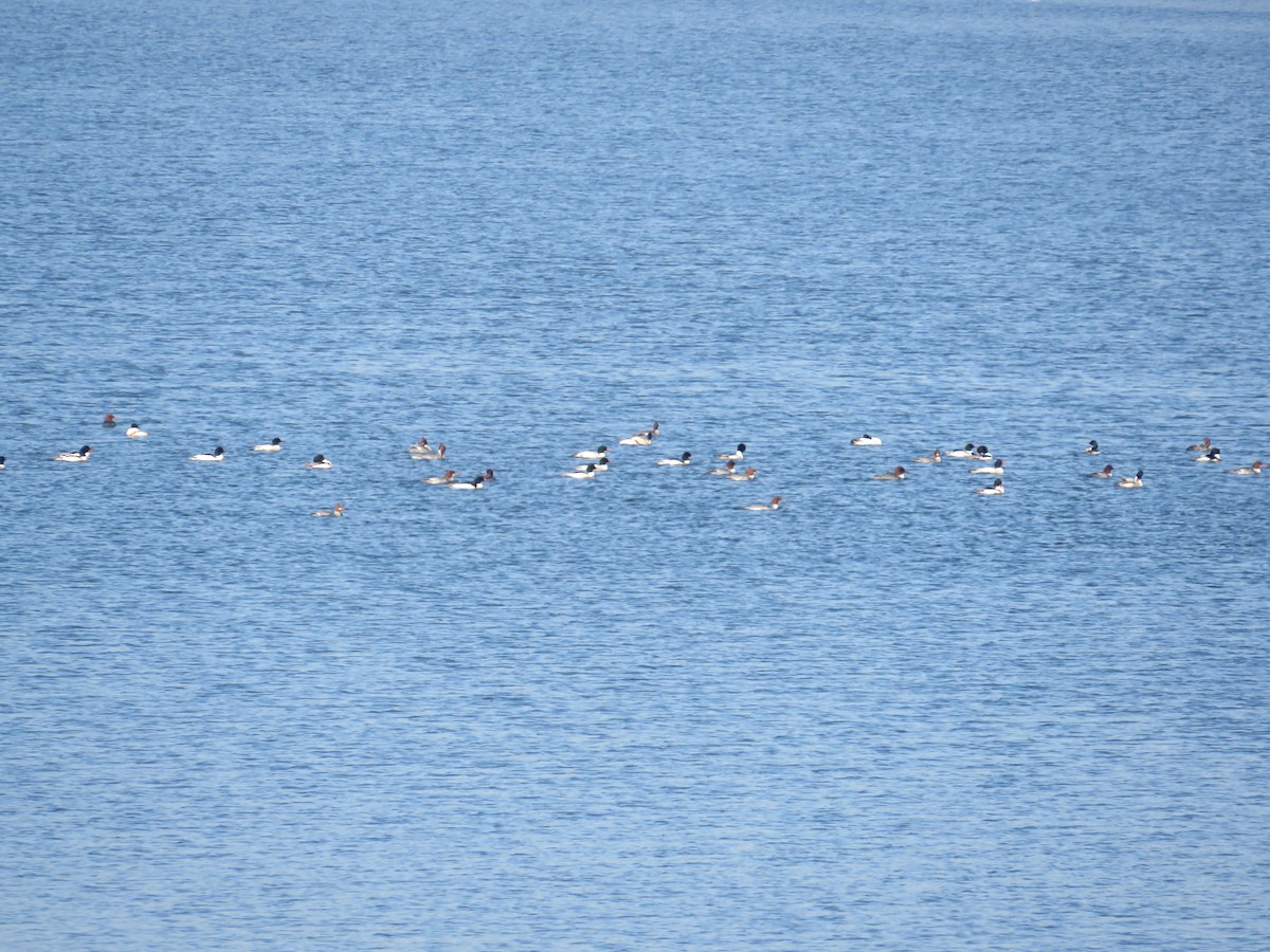 Smergo maggiore - ML647139941