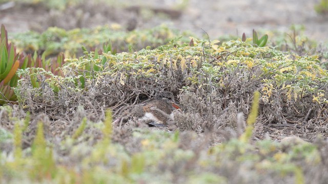 American Oystercatcher - ML647139942