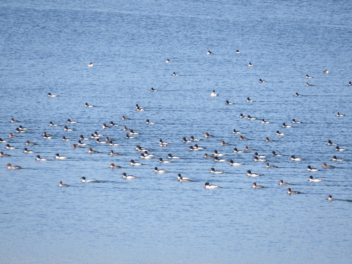 Smergo maggiore - ML647139944