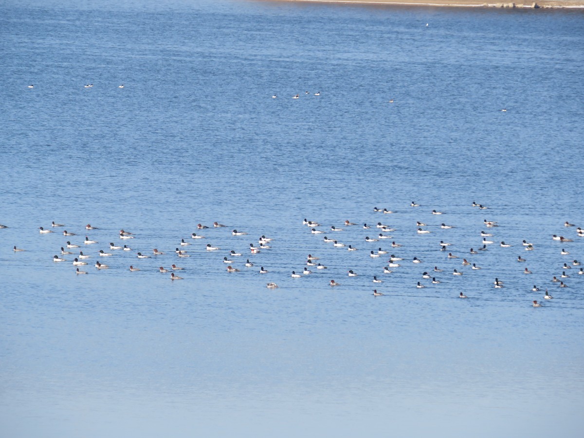 Smergo maggiore - ML647139945