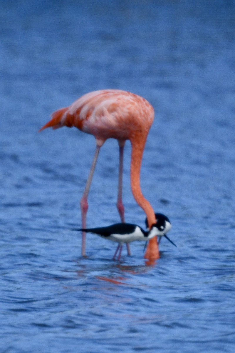 American Flamingo - ML647139960