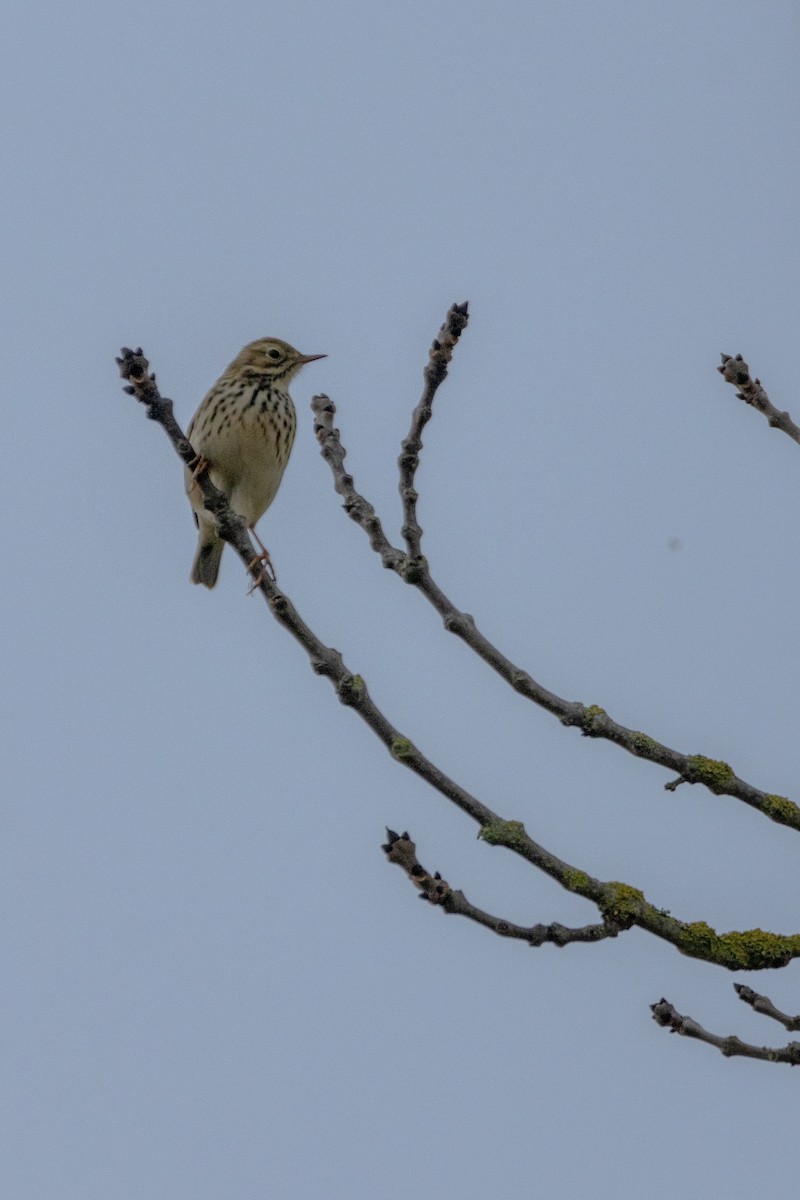 Bisbita Pratense - ML647139967