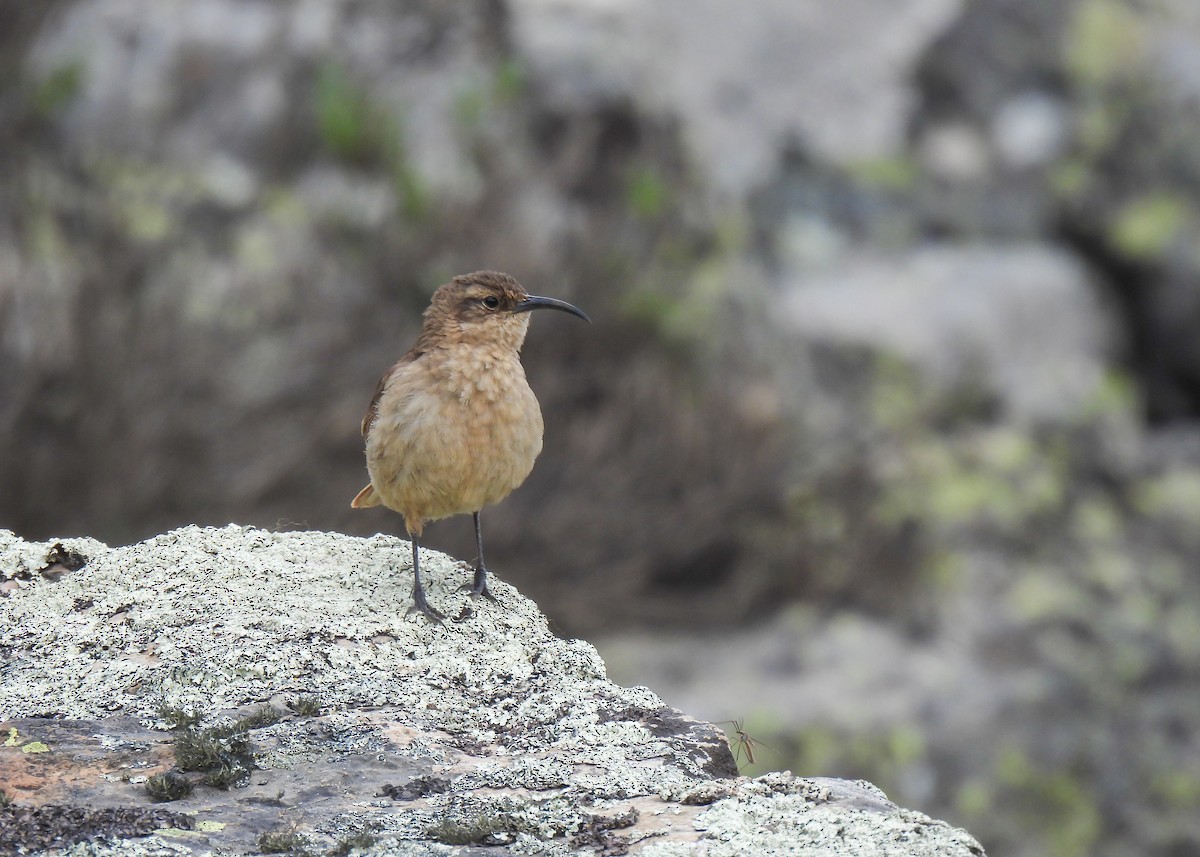 Langschnabel-Erdhacker (jelskii/saturata) - ML647139981