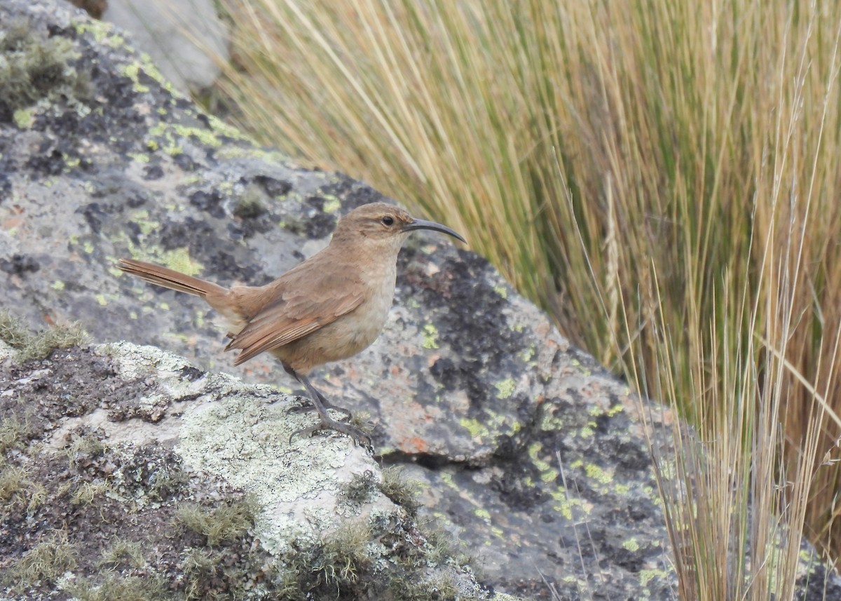 Langschnabel-Erdhacker (jelskii/saturata) - ML647139983