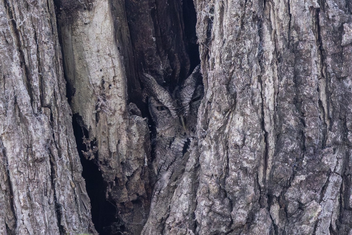 Eastern Screech-Owl - ML647139988