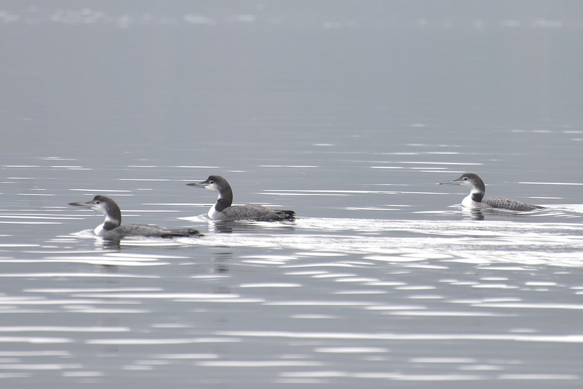 potáplice lední - ML647139990