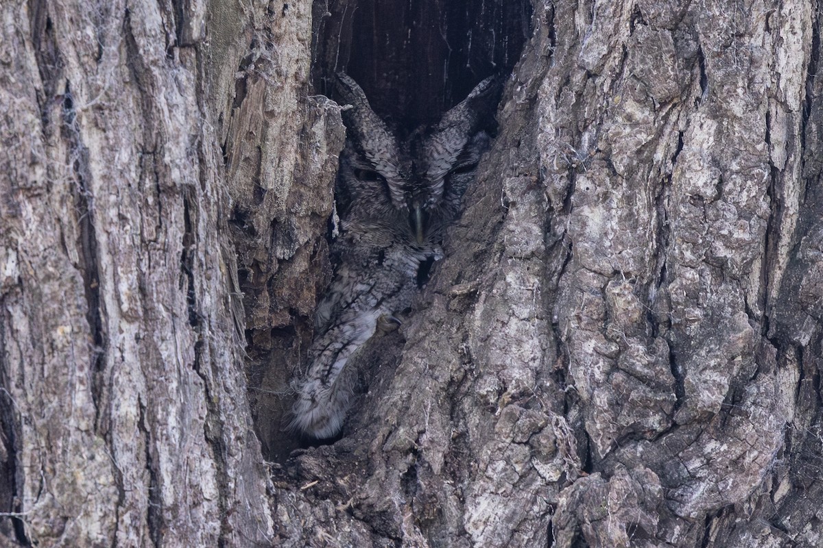 Eastern Screech-Owl - ML647139993