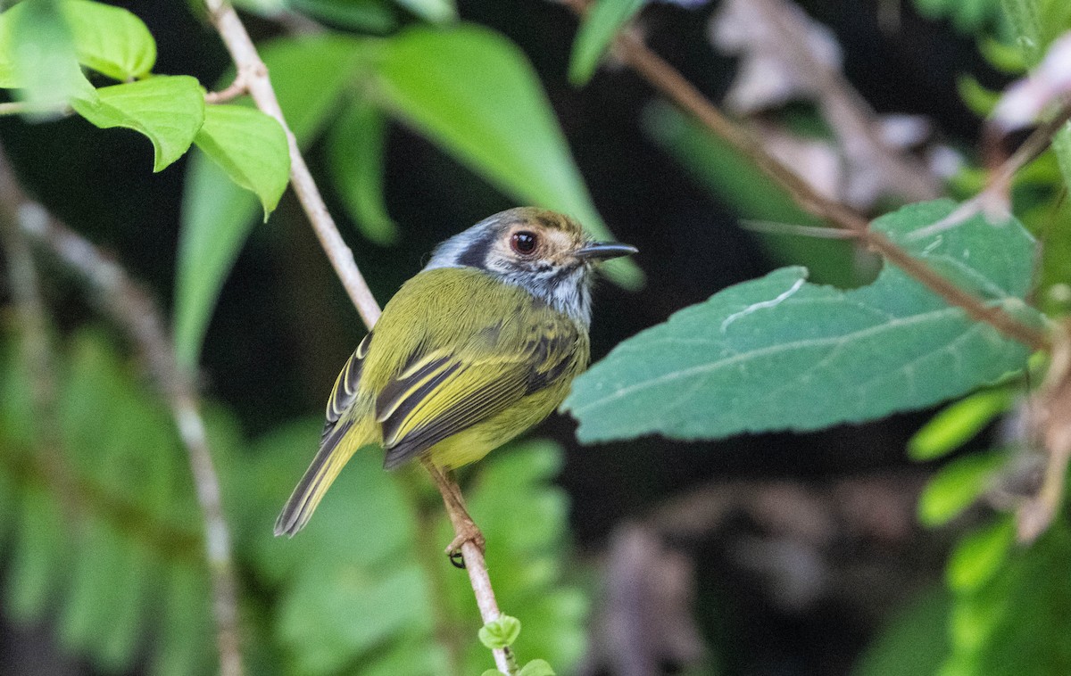 Microtyran oreillard - ML647140010