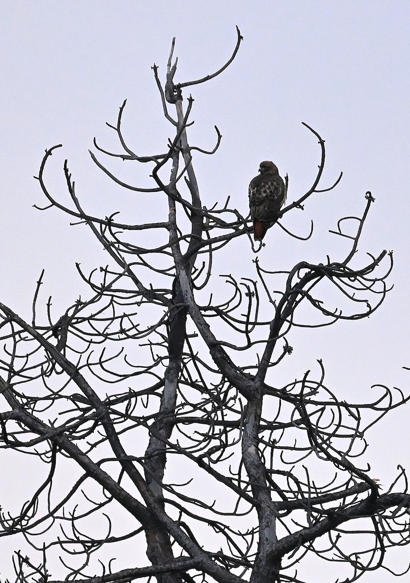 Red-tailed Hawk - ML647140012