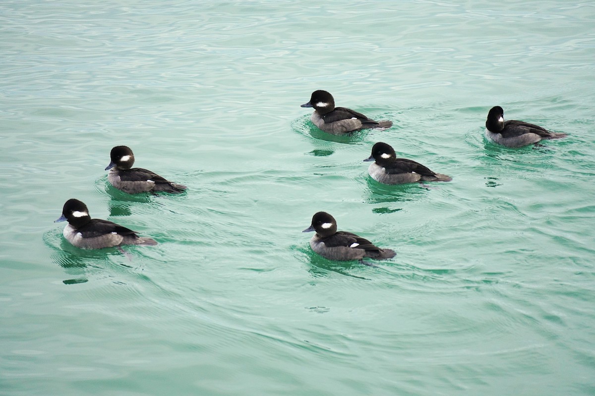 bøffeland - ML647140022