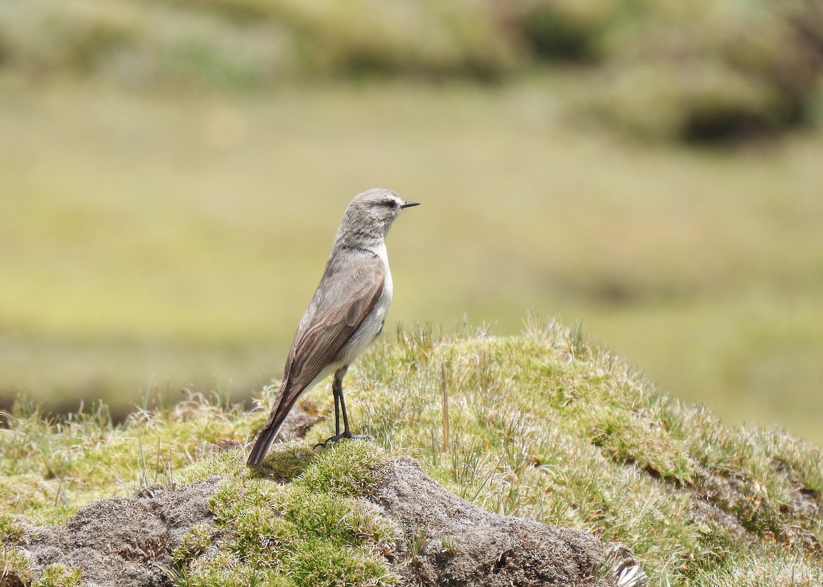 Puna Ground-Tyrant - ML647140025
