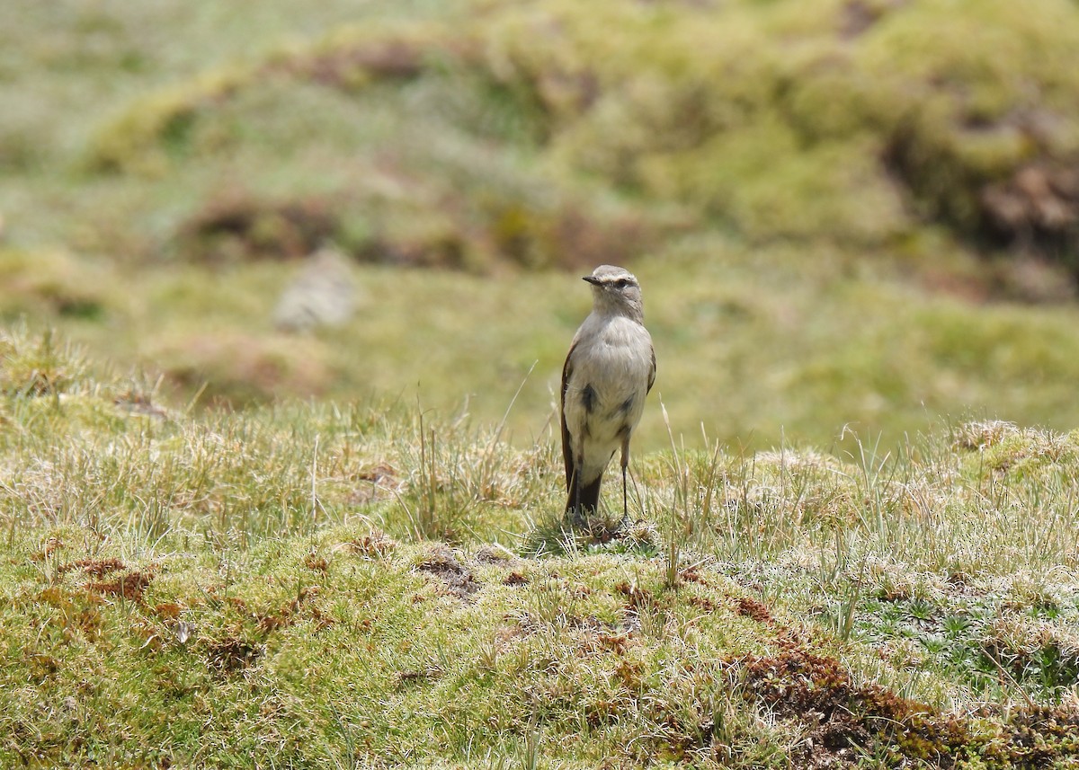 Puna Ground-Tyrant - ML647140026