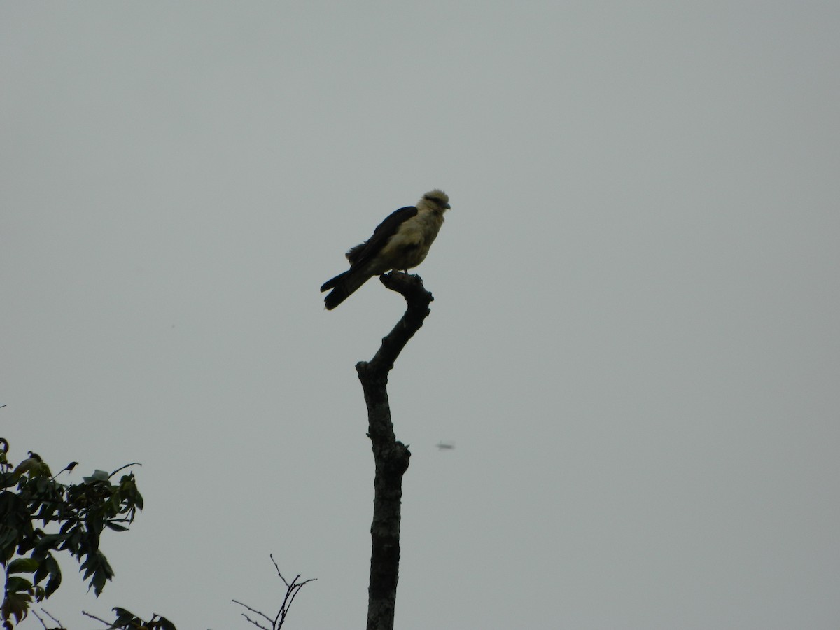 Yellow-headed Caracara - ML647140027