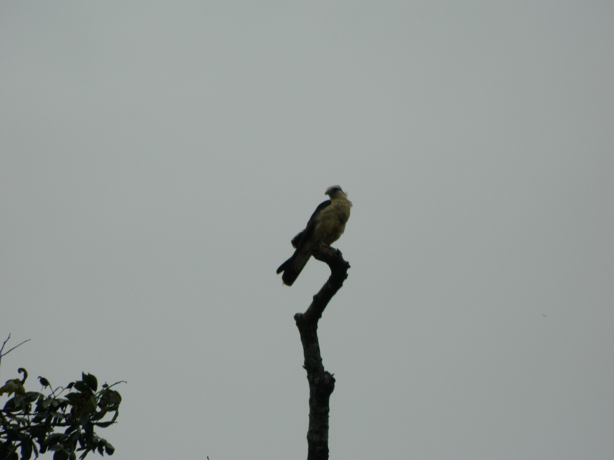 Yellow-headed Caracara - ML647140028