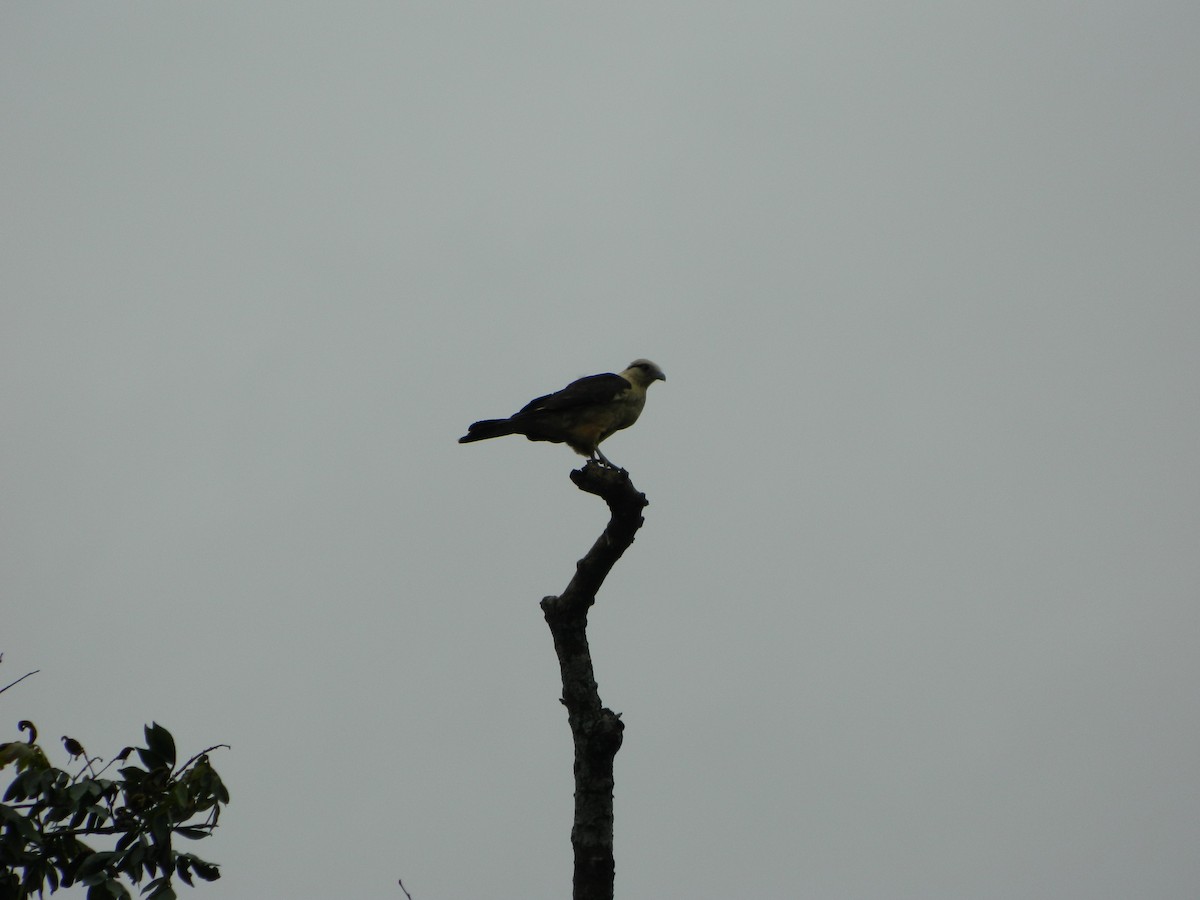 Yellow-headed Caracara - ML647140029