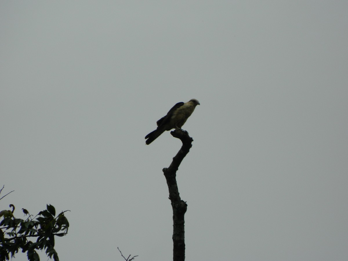 Yellow-headed Caracara - ML647140030