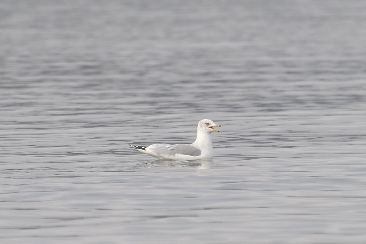 racek kroužkozobý - ML647140033