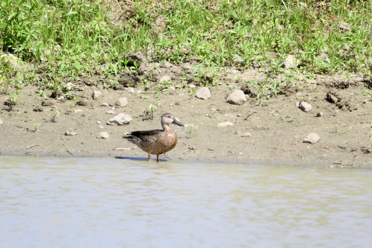 blåvingeand - ML647140034