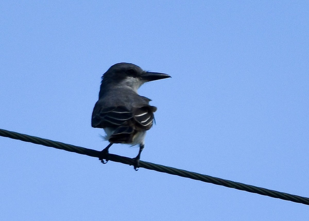 gråkongetyrann - ML647140037