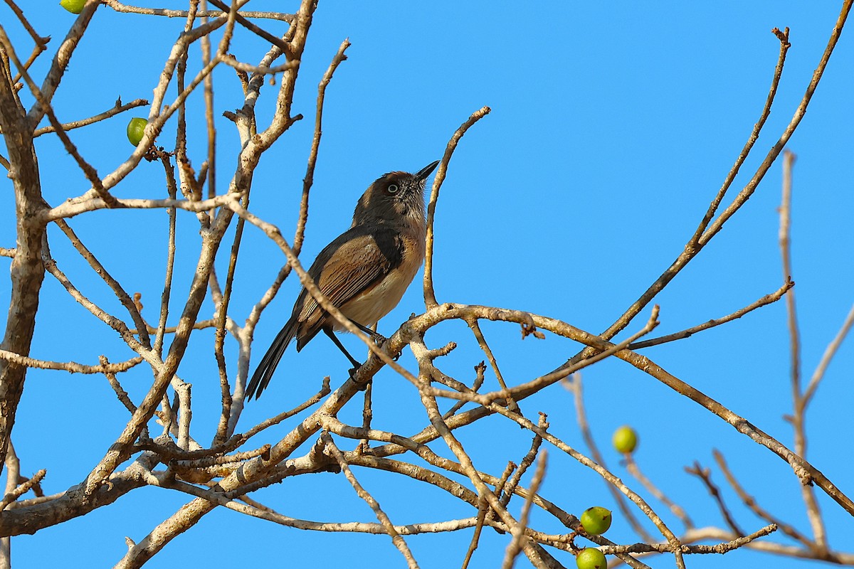 antandroyvanga - ML647140038