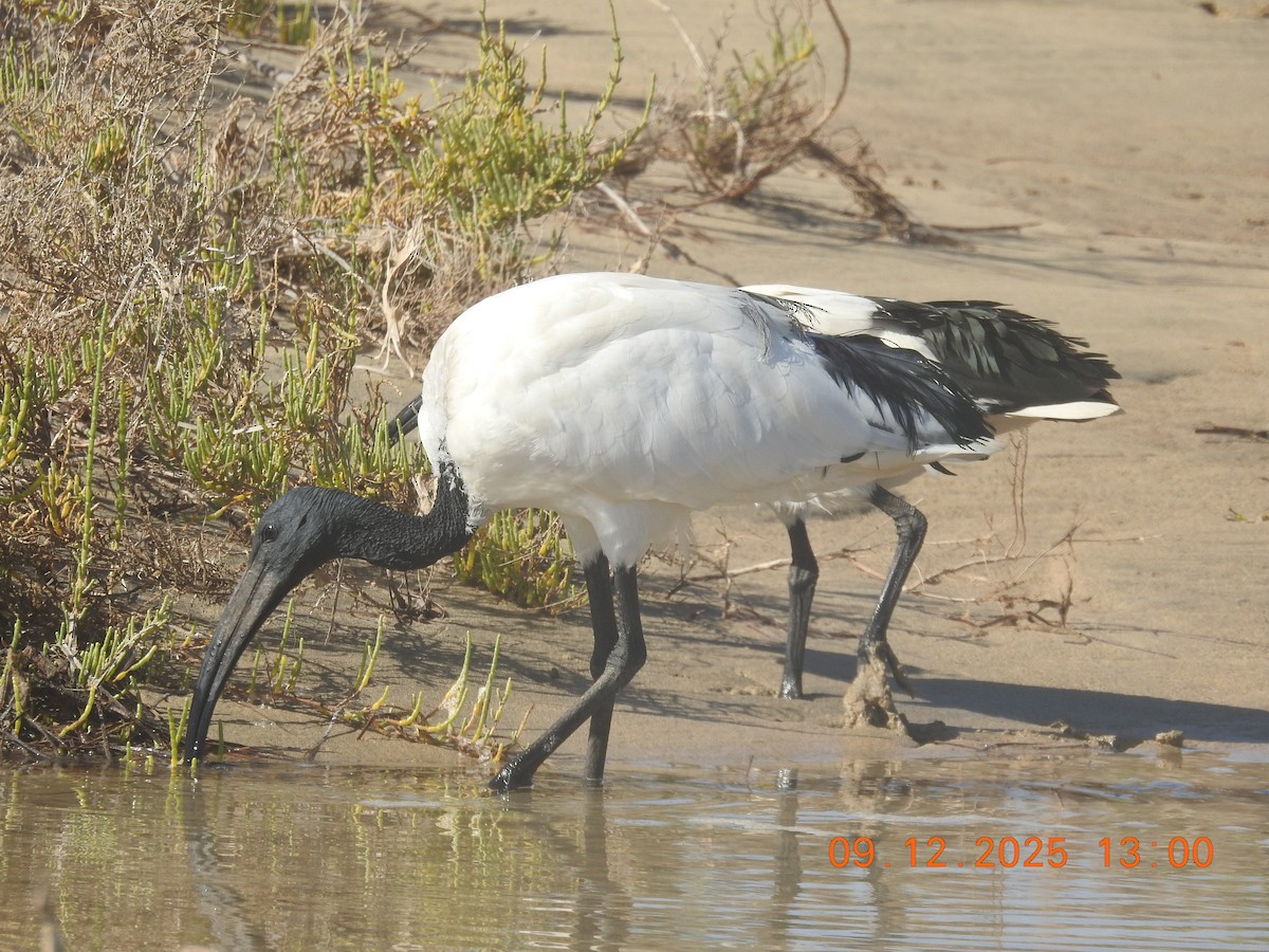 helligibis - ML647140039