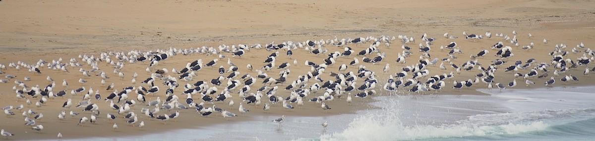 svartbak - ML647140040