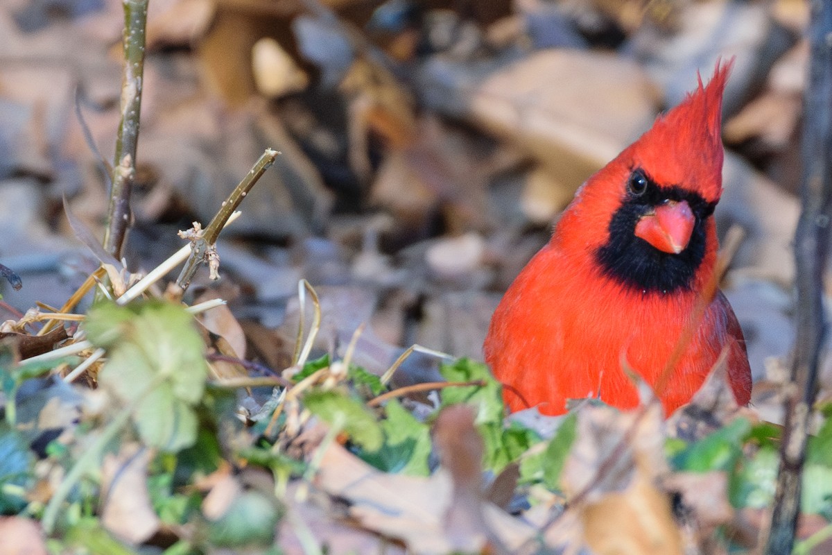 rødkardinal - ML647140041